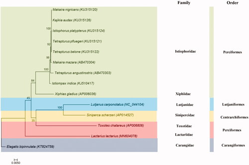 Figure 1. Phylogenetic trees of L. lactarius relationships from the amino acid datasets. Sequence alignment of 13 PCGs was analyzed using the MEGA 7.0 with ML method. The accession numbers of the sequences used in the phylogenetic analysis are showed in Figure.