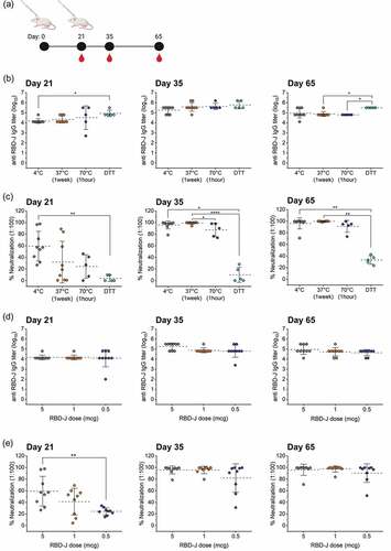 Figure 7. Effect of forced degradation and dose-ranging of AH+CpG–adjuvanted RBD-J on in vivo mouse immunogenicity. (a) Mice were subcutaneously immunized at day 0 and 21 and serum was collected on days 21, 35, and 65. (b) anti- RBD-J IgG titer as determined by ELISA and (c) % Neutralization at 1:100 serum dilution on day 21, 35, and 65 for mice immunized with unstressed (4°C) and stressed (37°C, 70°C and DTT-treated) AH+CpG- adjuvanted RBD-J formulations. (d) anti- RBD-J IgG titer and (e) % Neutralization at 1:100 serum dilution on day 21, 35, and 65 for mice immunized with decreasing doses of RBD-J (5, 1 and 0.5 mcg) formulated with AH+CpG adjuvants. The dashed lines represent group mean and the errors bars indicate standard deviation. P-values were determined using Kruskal–Wallis test and post hoc Dunn’s multiple comparisons test (*p ≤ 0.05; **p ≤ 0.01; ****p ≤ 0.0001). Illustration in (a) was created with Biorender.com.