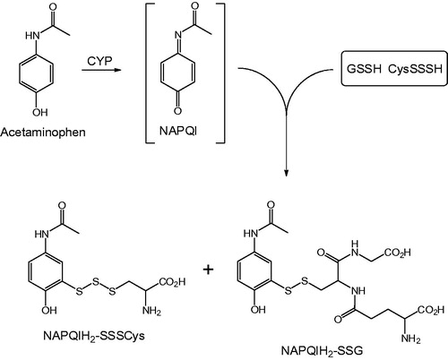 Figure 9. Conjugation of NAPQI with GSSH and CysSSSH.
