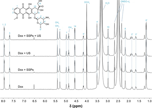 Figure S3 1H-NMR spectra of doxorubicin hydrochloride before and after exposure to ultrasound in the presence or absence of SSPs.Note: Samples (0.4 mL each) were centrifuged to remove SSPs (14,000× g, 10 minutes). The supernatants were then filtered through 0.2 μm pore-size nylon membrane syringe filters, freeze-dried and redissolved in 600 μL of DMSO-d6. The structural assignment was made following Piorecka et al.Citation1Abbreviations: SSPs, sonosensitive particles; Dox, doxorubicin; US, ultrasound.