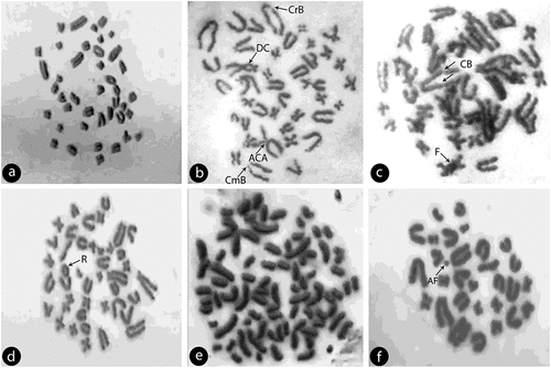 Figure 9. (a) Normal metaphase spread of Rattus norvegicus albus chromosomes; (b) Metaphase plate of Rattus norvegicus chromosomes showing different chromosomal abberations: dicentric chromosome (DC), chromatid & centromere break (CrB, CmB) and acrocentric association (ACA); (c) Metaphase plate showing chromosome breaks (CB) and chromosome fusion (F); (d) chromosomes showing ring chromosome (R); (e): chromosomes showing endoreduplication with condensed chromosomes and (f): chromosomes showing acentric fragment (AF).