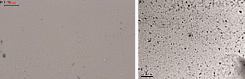 Figure 1. Photomicrographs of selected spanlastics formulation (F5) taken by (a) optical microscope (bar = 30 µm) and (b) TEM (bar = 0.2 µm).