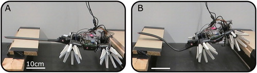 Figure 9. Dual obstacle traversal fails with a rigid tail (A) but is successful with a soft tail (B).