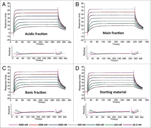 Figure 2 Representative sensorgrams of fitted data from the kinetic analysis of all charge variant fractions (A) acidic, (B) main, (C) basic and (D) starting material to immobilized rat FcRn. Black lines are fitted curves using a bivalent binding model. All sample concentrations (from bottom to top) are 62.5, 125, 250, 500, 1,000, 2,000 and 4,000 nM. Residual plot shows the difference between experimental and fitted data for every point in the sensorgram. Also see Table 4 for clarity.