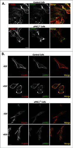 Figure 7. aPKCζ affects the spatial organization of pMRLC. aPKCζ−/− and control cells were subjected to wound scratch assay (A) or seeded on coverslips and stimulated with EGF for 4 min (B). Cells were stained for F-actin, using Rhodamine-Phalloidin, and with anti-pMRLC antibody and secondary antibody conjugated to Alexa flour 488. Bars are 20 μm.