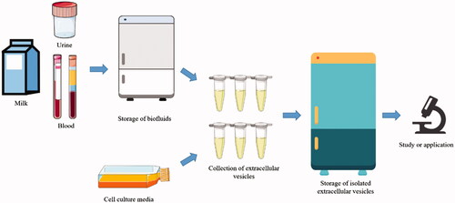 Figure 1. Illustration of the storage of biofluids samples and collection of extracellular vesicles from biofluids or cell culture media before study or application.