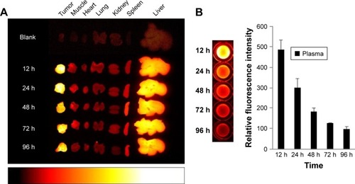 Figure 4 Time-dependent organ distribution of Cy-Polytaxel in the A549 tumor bearing mice.Note: Fluorescence images of major organs and tumor (A) and plasma (B), harvested from the tumor-bearing mice from 12 to 96 h postinjection.Abbreviation: Cy, cyanine dye.