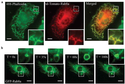 Figure 1. Rab8a localises to Ruffles and Macropinosomes in LPS stimulated Mouse Macrophages. (a) Fluorescence microscopy images of fixed LPS-treated (30 mins) RAW 264.7 cells transiently overexpressing td-Tomato-Rab8a and stained with Alexa488-phalloidin. (b) Live cell confocal spinning disc images of LPS-treated RAW 264.7 cells transiently transfected with GFP-Rab8a showing enrichment of Rab8a on macropinosomes and subsequent internalisation via tubules. Movies were taken over 15 mins at 5 sec intervals. Scale bars, 10 µm