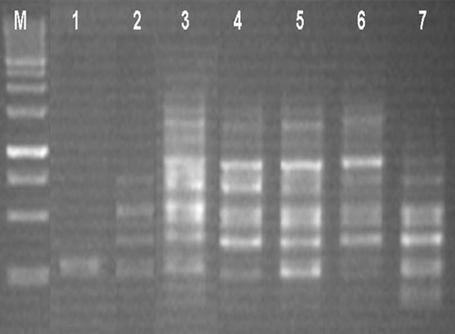Fig. 3 Profil des produits PCR, sur gel d’agarose 1,5%, en fonction de la concentration en MgCl2. Résultats obtenus avec l’amorce OPJ14 (5’-CACCCGGATG-3’) chez S. lagascae. M: marquer de taille (1Kb); 1: 0,5 mM; 2: 1 mM; 3: 1,5 mM; 4: 2 mM; 5: 2,5 mM; 6: 3 mM et 7: 3,5 mM. Fig. 3. Profile of PCR products on 1.5% agarose gel, depending on the concentration of MgCl2. Results obtained with primer OPJ14 (5’-CACCCGGATG-3’) in S. lagascae. M: 1Kb marker, 1: 0.5 mM, 2: 1 mM, 3: 1.5 mM, 4: 2 mM, 5: 2.5 mM, 6: mM and 7: 3.5 mM.