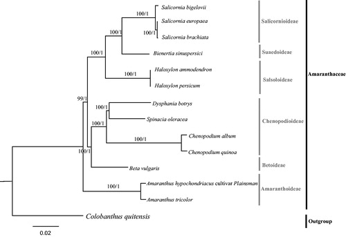 Figure 1. Molecular phylogeny of Amaranthaceae based on the complete plastomes of 13 taxa, with Colobanthus quitensis (Caryophyllaceae) as the outgroup. The accession numbers are listed as below: Haloxylon ammodendron (NC_027668), Haloxylon persicum (NC_027669), Salicornia europaea (NC_027225), Salicornia brachiata (NC_027224), Salicornia bigelovii (NC_027226), Bienertia sinuspersici (KU726550), Beta vulgaris var. vulgaris (KR230391), Spinacia oleracea (NC_002202), Chenopodium album (NC_034950), Chenopodium quinoa (NC_034949), Amaranthus tricolor (KX094399), Amaranthus hypochondriacus (NC030770), Colobanthus quitensis (KT737383).