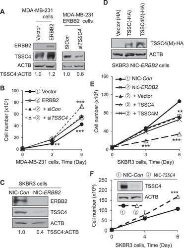 Figure 8. ERBB2 increases TSSC4 expression which inhibits cell growth in breast cancer cells. (A–B) ERBB2 expression increases TSSC4 protein level and cell growth in MDA-MB-231 cells and TSSC4 knockdown in the ERBB2 expressing cells further increases cell growth. (A) Western blot showed expression of ERBB2 and TSSC4, and knockdown of TSSC4. (B) cell growth was measured by cell counting. (C–F) Effects of ERBB2 knockout and TSSC4 overexpression or knockout on cell growth in SKBR3 cells. (C) Western blot showed ERBB2 knockout and TSSC4 expression. (D) Western blot showed expression of Vector (HA), TSSC4 (TSSC4-HA) and TSSC4M (TSSC4M-HA) in SKBR3 ERBB2 knockout cells (NIC-ERBB2). (E) Effects of ERBB2 knockout and TSSC4/TSSC4M overexpression on cell growth that was measured by cell counting. (F) Effect of TSSC4 knockout on cell growth. Western blot showed TSSC4 knockout. NIC-Con, Control cells; NIC-TSSC4, cells with TSSC4 knockout (the same hereafter). ACTB was used as the loading control for western blot.