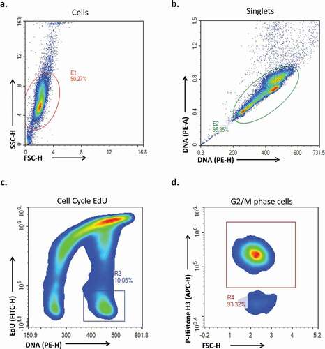 Figure 3. An outline of standard gating strategy when analyzing samples. Example data is typical for HeLa cells incubated with EdU and nocodazole for 8 hours. (a) In the first plot cells (E1) are gated on forward and side scatter to separate them from debris. (b) Next, singlets (E2) are identified based on the ratio of height and area for the DNA stain. G1 doublets may be present as having similar height but increased area compared to G2 singlets, with S and G2 doublets being proportional. Mitotic cells form a sub population with reduced signal area but similar height. (c) DNA content is plotted against EdU incorporation to resolve G1, S and G2/M (R3) phases. (d) Finally, p-Histone H3 (ser 28) is plotted against forward scatter to resolve mitotic cells (R4) and G2 cells (not gated)