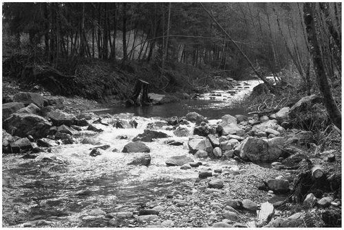 Figure 23 Rock riffles replaced the original logs and cross-vane drop structures in the entrenched channel in 1994. The riffle heights were raised to re-activate the constructed floodplain at the original 17 m3/s design flood.