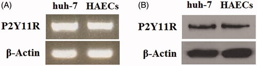 Figure 1. P2Y11R is expressed on primary human aortic endothelial cells (HAECs). Human huh-7 cells were used as a positive control. (A) RT-PCR of P2Y11R; (B) Western blot analysis of P2Y11R.