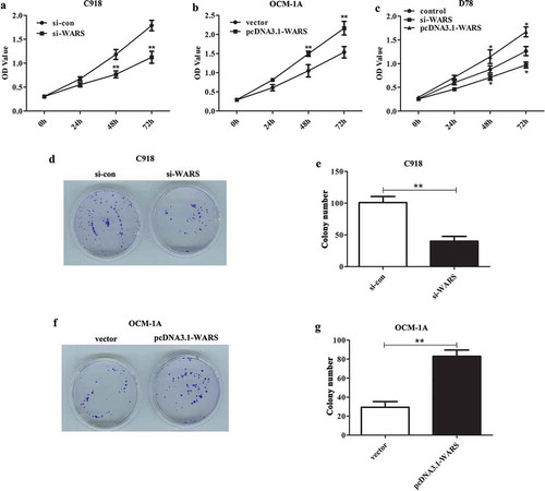 Figure 4. Deletion of WARS in C918 cell suppressed proliferation and overexpression of WARS in OCM-1A cells promoted proliferation. (a) CCK8 assay revealed that the down-regulation of WARS can reduce the cell viability in C918 cells (**P < 0.01). (b) The cell viability was obviously elevated in OCM-1A cells after overexpression of WARS (**P < 0.01). (c) Up-regulation of WARS can increase the viability while down-regulation of WARS can decrease the viability in D78 cells (P < 0.05) (d and e) Colony formation assay revealed that knockdown of WARS can reduce the ability of cells to form colonies (**P < 0.01). (f and g) Up-regulation of WARS can increase the number of colonies formed significantly than that in vector group (**P < 0.01).