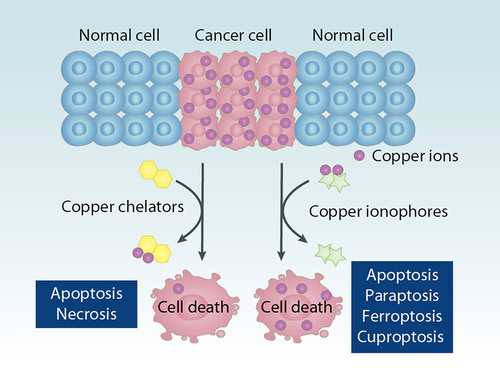 Figure 10. Copper chelators and ionophores in cancer therapy. Because copper supports the rapid growth of cancer cells, copper chelators can inhibit the functions of copper and induce apoptosis or necrosis of cancer cells. In contrast, copper ionophores transport copper into cells and induce copper overload and cytotoxicity. Copper-mediated cell death, including apoptosis, paraptosis, ferroptosis, and cuproptosis, plays a context-dependent role in tumor therapy.