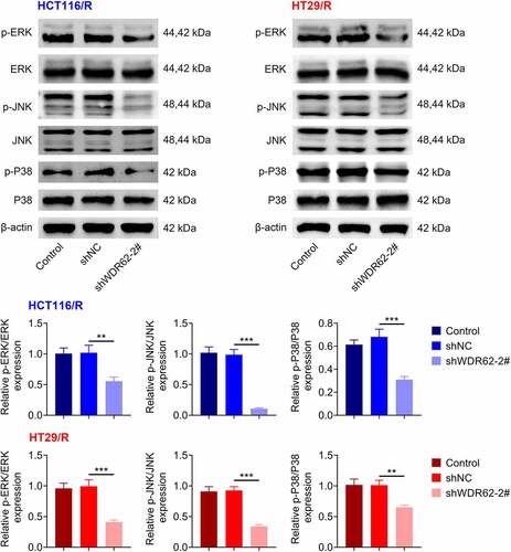 Figure 4. WDR62 contributed to activation of MAPK signaling in oxaliplatin-resistant CRC. Transfection with shWDR62-2# down-regulated protein expression of p-ERK, p-JNK, and p-p38 in HCT116/R and HT29/R cells. ** p < 0.01, *** p < 0.001.