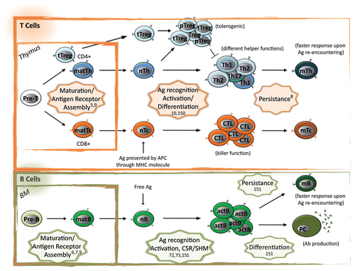 Figure 1. Epigenetic control of adaptive immune cell differentiation and function. Adaptive immune system consists in the cellular (T cell mediated) and humoral (B cell mediated) arm. Differentiation of adaptive immune cells occurs initially in primary lymphoid organs (thymus for T cells and bone marrow, BM, for B cells), where each progenitor cell (Pre-T and Pre-B) rearranges its antigen receptor loci at the DNA level in order to express a different receptor. In these organs only cells expressing a functional receptor not recognizing self-antigens receive anti-apoptotic stimuli (positive selection) and survive from negative selection (depletion of autoreactive clones). Upon rearrangement and differentiation effector and regulatory mature cells (matT helper, matTh, or matT cytoxic, matTc, if expressing CD4 or CD8 as TCR co-receptor, respectively, matB and thymic derived CD4+ T regulatory, tTreg) migrate to secondary lymphoid organs (mainly spleen and lymphnodes), where naïve (nTh, nTc, nB, and tTreg) cells can encounter an antigen (Ag). Ag-TCR or Ag-BCR interaction induces pattern of expressions leading to the generation of activated (and thus functional) immune cells. TCR recognizes Ag only if processed and presented by antigen presenting cells (APC) through Major Histocompatibility Class (MHC) molecules, while BCR recognizes free Ag. Depending on the type of Ag and/or the MHC presenting it, naïve cells differentiate in different subsets with different functions: (1) nTh differentiate mainly in Th1, Th2, Th17 cells that produce different cytokines inducing different B cell- mediated or myeloid response to extracellular pathogens; (2) in case of non-harmful Ag, nTh differentiate into T regulatory cells (peripheral, pTreg) that, together with tTreg cells, induce tolerance and dampen immune response through different mechanisms; (3) nTc differentiate into Cytotoxic T Lymphocyte (CTL) that mediate killing of the infected target cells; (4) nB cells differentiate into activated B (actB) cells and this process requires antibody maturation and differentiation through class switch recombination (CSR) and somatic hyper mutation (SHM), respectively; actB cells further differentiate in plasma cells (PC) that are factories for the secretion of antibodies (Ab). Most of the expanded activated cells undergo apoptosis after pathogen clearance while a small fraction persists in the body as memory cells (mTh, mTc, and mB) and mediate faster secondary response in case of re-encountering of the Ag. The adaptive immune cell processes controlled at the epigenetic level are highlighted in stars with relative references.