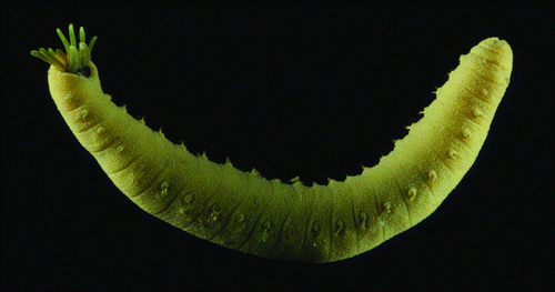 The polychaete Brada inhabilis (Rathke, 1843), shortly after collection with a bottom trawl in the Barents Sea, during an ecosystem survey coordinated by the Institute of Marine Research (www.imr.no). This member of the family Flabelligeridae is a relatively common species of sandy and muddy bottoms down to abyssal depths in most of the Arctic and the northern temperate part of the North Atlantic. This specimen is shown with the ventral surface facing upwards; the visible parapodia are the neuropodia, the notopodia being strongly reduced in this species. The anterior end is at the left, where the two palps and the eight branchiae (two groups of four) are fully everted. Photographer: David Shale (www.deepseaimages.co.uk).