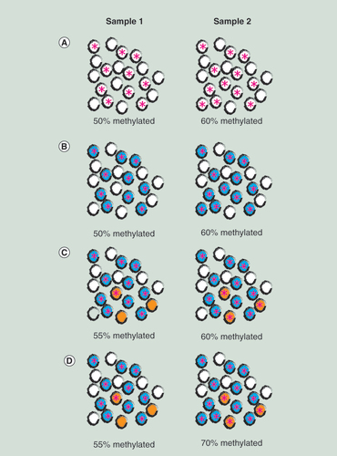 Figure 1. Illustrations of cell mix.Samples 1 and 2 have 20 cells each (represented by black outlined circles). (A) Differential methylation: ten cells in sample 1 and 12 cells in sample 2 have methylation at specific locus (represented by pink star within cell) so the proportions of methylation in each sample is 50 and 60%. (B) Cellular heterogeneity dependent (Extrinsic) methylation signal: cells colored blue are B cells and cells colored white are other cell types. The 10 B cells in sample 1 and 12 B cells in sample 2 are all methylated at a specific locus (represented by pink star within cell) so the proportions of methylation in each sample is 50 and 60% and exactly equal to the proportions of B cells. (C) Cellular heterogeneity independent (Intrinsic) methylation signal: samples 1 and 2 have the same proportions of B cells (colored blue) and T cells (orange) but sample 1 has 1/3 T cells methylated while sample 2 has 2/3 T cells methylated. (D) Mixed methylation signal: the difference in percent methylation between samples 1 and 2 is partially caused by different proportions of the uniformly methylated B cells (blue) but also by differing methylation proportions of the three T cells (orange) in each sample.