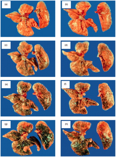 Figure 5. Necropsy findings for the lungs in the SWCNT-treated groups. DNA/PBS (a), SWCNT-1 (c), SWCNT-2 (e) and SWCNT-3 (g) at 26 weeks after the instillation. DNA/PBS (b), SWCNT-1 (d), SWCNT-2 (f) and SWCNT-3 (h) at 104–105 weeks after the instillation.