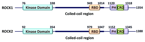 Figure 1. ROCK functional domains. Protein domains and their indicated positions were taken from the National Center for Biotechnology Information (NCBI; http://www.ncbi.nlm.nih.gov/protein) for human ROCK1 (NP_005397.1) and ROCK2 (NP_004841.2)