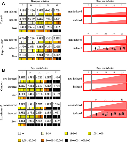 Figure 1 Maximum value of E. cuniculi spores per 1 gram of tissue (number in white fields), frequency and spore burden of E. cuniculi spores per gram of tissue (colored squares; each square represents one mouse), and infection trend illustration (red fields) in immunodeficient SCID mice infected either with E. cuniculi genotype I (A) or E. cuniculi genotype III (B) and induced in the acute phase of infection. aPeroral infection 107 spores of E. cuniculi in 200 µL dH2O and intramuscular injection of PBS; bperoral infection 107 spores of E. cuniculi in 200 µL dH2O and intramuscular injection of Freund’s Incomplete Adjuvant; grey column, intramuscular injection of all animals in the group into the right thigh muscle; *significant difference between right and left leg; #significant difference between control and experimental group; colored squares, positive capture of microsporidia in the sample according to the quantity scale.