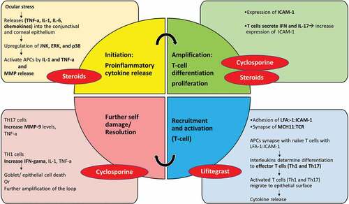 Figure 3. Mechanism of action of the anti-inflammatory agents such as steroids, cyclosporine, and Lifitegrast used in ADED. TNF-α, tumor necrosis factor alpha; IL-, interleukin; JNK, c-Jun N-terminal kinase; ERK, extracellular signal–related kinase; APC, antigen presenting cells; MMP, matrix metalloproteinase; ICAM-1, intercellular adhesion molecule 1; LFA-1, lymphocyte function-associated antigen 1; MHCII, major histocompatibility complex II; TCR, T cell receptor; IFN-γ, interferon gamma. Adapted from Periman et al.Citation90