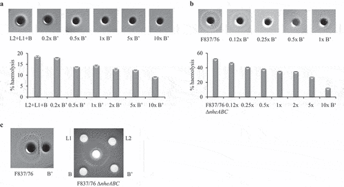 Figure 7. Effect of rHbl B’ on the hemolytic activity of Hbl. (a). rHbl components L2, L1 and B (1.5 pmol/µl each) were mixed in 1:1:1 ratio. 10 µl were applied into stamp holes on sheep blood agar plates together with 0.2x, 0.5x 1x, 5x and 10x rHbl B.’ For quantification, the same setup was used in hemolysis assays with defibrinated sheep blood. Results were compared to the positive control (erythrocytes in H2O), which was set to 100%. (b). rHbl B’ (1.5 pmol/µl) was pre-mixed with supernatant of B. cereus strains F837/76 or F837/76 ∆nheABC in volume ratios from 1:8 to 10:1. Ten µl of the mixtures were applied to the stamp holes. For quantification, samples were applied to hemolysis assays with defibrinated sheep blood. Results were compared to the positive control (erythrocytes in H2O), which was set to 100%. (c). Ten µl of rHbl B’ were applied to a stamp hole in approximately 2 mm distance to B. cereus F837/76 supernatant. The effect of rHbl B’ was compared to those of rHbl L2, L1 and B on supernatant of B. cereus strain F837/76 ∆nheABC.