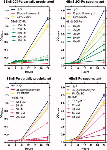 Figure 4. Growth curves of H. pylori 26695 strain in the presence of various concentrations of 6BnS-2Cl-Pu (upper panels) and 6BnS-Pu (lower panels). Left panels – effects of partially precipitated stocks of the inhibitors, hence the actual concentration of dissolved inhibitor is lower. Right panels – effect of filtered stocks (supernatants). The effect of stocks (supernatants) of the particular tested compound (left panels), and the respective filtered solution of these stocks (right panels) are marked with the same colour, with the dashed and solid lines, respectively.