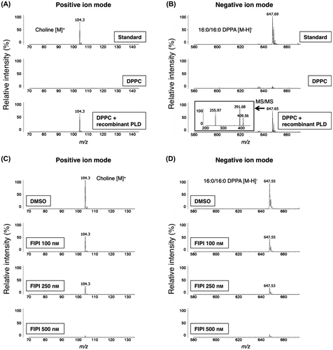 Fig. 3. Measuring bacterial PLD activity by MALDI-QIT-TOF/MS.Notes: MS spectra of bacteria PLD-derived products with 9-AA as matrix in positive ion mode (A) and in negative ion mode (B). Upper panel: standard choline or PA with buffers but no enzyme. Middle panel: DPPC substrate with buffers but no enzyme. Lower panel: DPPC substrate incubated with the Streptomyces sp. PLD resulting in the conversion of a portion of DPPC to the expected hydrolyzed product. The inset displays MS/MS spectrum of peak at m/z 647.65 (B). Inhibition of PC hydrolysis by Streptomyces sp. PLD was performed in the presence of FIPI (C and D).