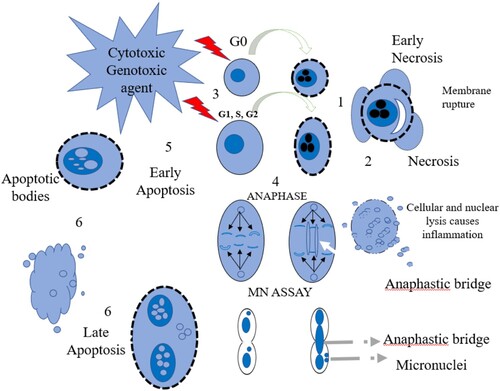 Figure 1. Mechanism of micronucleus (MN) assay.