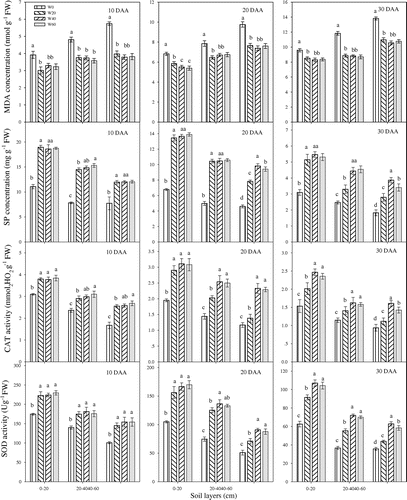 Figure 5. Changes in malondialdehyde (MDA) concentration, soluble protein (SP) concentration, and catalase (CAT) and superoxide dismutate (SOD) activities in winter wheat root at different soil layers after anthesis in different treatments in the 2013–2014 growing seasons. The same letter in the figure is not significant different at p = 0.05 by LSD test. Vertical bars are standard errors.