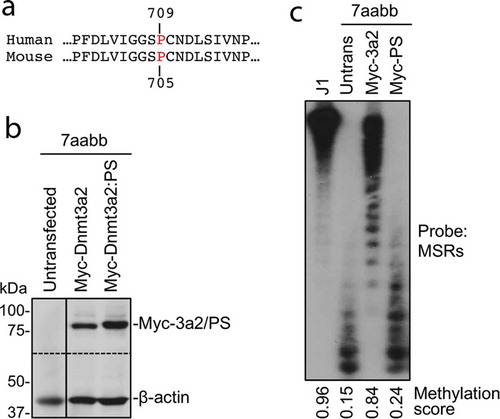 Figure 3. The P705S mutation severely impairs the ability of Dnmt3a to methylate DNA
