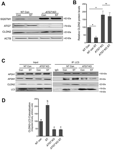 Figure 8. AP2M1 at the intersection of endocytosis and autophagy. (A) Western blot shows efficacy of ATG7 knockout (ATG7 KO) in Caco-2 cells using CRISPR-Cas9. ATG7 deletion led to baseline increase in SQSTM1/p62 and CLDN2. (B) Densitometry for CLDN2 levels in panel (A) showed reduction of CLDN2 levels after starvation in non-target (NT) control cells but not in ATG7 KO cells. *, p < 0.05 versus control, NS: non-significant. (C) Co-immunoprecipitation studies using anti-LC3 antibody showed increased interaction of AP2M1 and CLDN2, with LC3 during starvation in non-target control cells. (D) Densitometry ratio of CLDN2: LC3 in panel C showed increased CLDN2-LC3 interaction after starvation in non-target (NT) control cells in comparison with ATG7 KO cells. The negative control includes immunoprecipitation with control IgG. The blots are representative of 3 independent experiments. a, b, c, and d, P < 0.01 vs. each other in two-way ANOVA followed by Tukey’s multiple comparison test.