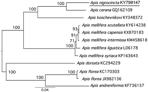 Figure 1. Molecular phylogeny of A. nigrocincta based on concatenated dataset (13 PCGs +2 rRNA genes). The phylogenetic tree is constructed with the Maximum Likelihood approach. The GTR + G model was applied to each partition. Eleven mitogenome sequences were obtained from GenBank and included in the tree with their accession numbers. The bootstrap support values are shown next to nodes. The GenBank accession numbers are indicated after the scientific name.
