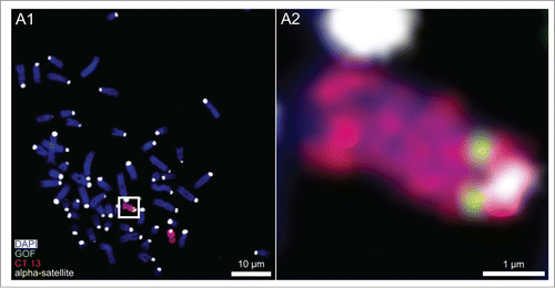 Figure 1. Chromosome 13 painting combined with FISH of the pluripotency marker gene GOF. (A1) Wide-field, digital, fluorescence microscopy from a bovine fetal fibroblast metaphase spread after 3-color FISH shows DAPI stained chromosomes (blue) painted chromosomes 13 (red), the pluripotency marker gene GOF (green) and α-satellite DNA clusters in pericentromeric heterochromatin (white). (A2) Magnification of the boxed carrier chromosome 13 demonstrates the integration of GOF on 13q near the pericentromeric heterochromatin.