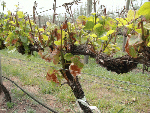 Fig. 1  Frost damage on 20-year-old Pinot Noir vines (clone D5V12) in the Coal River Valley, Southern Tasmania. This level of damage was consistent with 50% damage, with necrosis of shoots, leaves and inflorescences