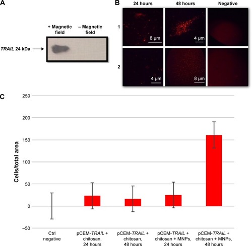 Figure 4 In vitro TRAIL gene expression mediated by magnetic chitosan-DNA nanoparticles.Notes: (A) Western blot of TRAIL protein detected in B16F10. (B) Images of B16F10 cells stained with caspase 3 red observed by fluorescence microscopy: cells transfected with pCEM-TRAIL and chitosan at 24–48 hours and a negative control (1); cells transfected with pCEM-TRAIL, chitosan, and MNPs at 24–48 hours and the negative control (2). (C) Quantification of caspase expression using ImageJ.Abbreviation: MNPs, magnetic nanoparticles.