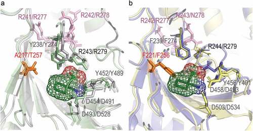 Figure 2. Gabapentinoid and amino acid–binding pockets of α2δ-1 – α2δ-4. Phe221/Phe256 (F221/F256) creates steric hindrance in the ligand-binding pocket of α2δ-3 and α2δ-4 proteins. Superimposed structures of α2δ-1 and α2δ-2 (a) and α2δ-3 and α2δ-4 (b) ligand-binding pockets. α2δ-1 is the rabbit protein cryo-EM structure, α2δ-2 to α2δ-4 are the AlphaFold models. Gabapentin is docked to the binding pocket of α2δ-1. Each of α2δ-2 to α2δ-4 was superimposed on α2δ1; α2δ-3 and α2δ-4 then were extracted and placed on panel B for clarity. A figure with all the proteins simultaneously superimposed on α2δ-1 can be found on GitHub at the following link https://github.com/ToshkaDev/Alpha2Delta-proteins-review. In pink font the first two residues of the RRR (in α2δ-1 and α2δ-2)/RNR (in α2δ-3 and α2δ-4) sequence are shown – as can be seen they are not involved in ligand binding. Other residues, except for the residue corresponding to Asp454 (D454) in α2δ-1, denote the amino acid–binding motif .[Citation35]