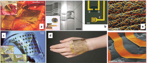 Figure 5. (a) Flexible high-density active electrode array copyright nature neuroscience [Citation16]; (b) Organic electrochemical transistor–based electronics copyright nature communications [Citation151]; (c) Freely deformed stretchable array of CMOS inverters in PDMS copyright national academy of sciences 2008 [Citation28]; (d) Ultra-thin imperceptible e-skin copyright IEEE Spectrum [Citation120]; (e) Colorized SEM image of an epidermal electronic systems copyright advanced materials [Citation121] .