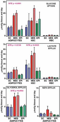 Figure 2. Glucose uptake, and lactate, glycerol and NEFA efflux from WAT component cells corresponding to 1 g of tissue SC = subcutaneous WAT (blue); MES = mesenteric WAT (red); EPI = epidydimal WAT (green). Full columns = 7 mM glucose, white-dashed columns = 14 mM glucose. The data are the mean ± sem of two-rat pooled samples (N = 4; N = 3 for 14 mM glucose in MES and EPI) obtained from adult male rats. The data for glucose uptake and lactate efflux correspond to the number of adipocytes, NSC and RBC contained in 1 g of tissue (Table 1) multiplied by their individual uptake/efflux data (Table 2). The data for glycerol and NEFA correspond exclusively to the adipocytes present in 1 g of tissue, since no efflux of either was observed in NSC or RBC. Statistical significance of the differences between groups (2-way ANOVA): the data for site in adipocytes and NSC are indicated in the Figure itself, the absence of data indicates that the differences, if any, were not significant (P > 0.05); no significant differences were observed for the effect of initial glucose concentration.