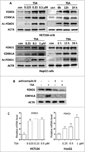 Figure 2. HDACIs increase FOXO1 expression at the mRNA and protein levels. (A) HCT116 cells were treated with TSA (0.125, 0.25 or 0.5 μM for 24 h; or 0.5 μM for 6, 12, or 24 h); HepG2 cells were treated with TSA (0.25, 0.5 or 1 μM for 24 h; or 1 μM for 6, 12, or 24 h). The cells were then harvested and subjected to western blotting analysis to evaluate FOXO1, CDKN1A and acetylated FOXO1 (Ac-FOXO1) expression. (B) HCT116 cells were treated with TSA (0.25 μM) in the absence or presence of actinomycin D (1 μg/ml) for 16 h. Cell lysates were analyzed for protein levels of FOXO1 and CDKN1A. (C) HCT116 cells were treated with TSA (0.125, 0.25 or 0.5 μM) for 24 h; HepG2 cells were treated with TSA (0.25, 0.5 or 1 μM) for 24 h. Total mRNA was extracted and real-time PCR was performed to evaluate changes in FOXO1 mRNA level. GAPDH was used as a loading control for real-time PCR.