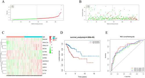 Figure 3. Performance evaluation and validation of the CC prognostic model in TCGA dataset. (A) Distribution of riskscore for high/low-risk group patients in TCGA. (B) Distribution of survival status for high/low-risk group patients in TCGA. (C) Heatmap showing the expression levels of prognostic genes for high/low-risk group patients in TCGA. (D) Survival curve analysis for high/low-risk group patients in TCGA. (E) ROC curves show the accuracy of the model in predicting 1-year, 3-year, and 5-year survival of CC patients.