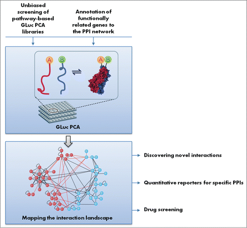 Figure 1. Possible applications of the programmed cell death GLuc PCA library. Functionally related genes or pathway-based libraries can be screened against the library for protein–protein interaction (PPI) mapping. Detected interactions can be further developed as quantitative reporters for specific PPIs or can be used as readouts for drug screening.