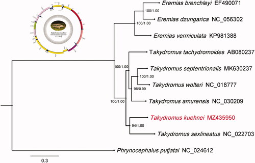 Figure 1. Phylogenetic tree obtained from BI and ML analysis based on 10 concatenated mitochondrial PCGs. Numbers on node are bootstrap values and bayesian posterior probability.