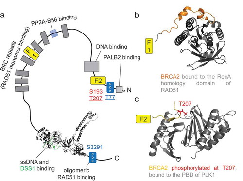 Figure 1. Schematic view of BRCA2 protein and some of its interacting partners. (a) BRCA2 is a 3418 aa protein, exhibiting a unique folded domain (PDB 1IYJ [Citation45]). It comprises several binding motifs, here represented by gray rectangles (two of them are displayed in yellow (F1, F2) and further represented in (b, c)). The motifs targeted by kinases and phosphatases are also highlighted. Some of the residues phosphorylated by CDK1/2 and PLK1 are indicated in blue and red, respectively. Docking sites for PLK1 are underlined. Phosphorylation of S3291 is involved in RF protection. Phosphorylation of T77, S193 and T207 are involved in the control of mitotic progression and cytokinesis and indirectly in the HR function of RAD51 (T77). (b) BRCA2 complex involved in HR: Cartoon representation of the BRC4 repeat of BRCA2 (in orange) interacting with the RecA homology domain of RAD51 (in gray) (PDB 1N0W [Citation13]). (c) BRCA2 complex involved in mitosis: Stick representation of BRCA2 peptide from aa 194 to aa 210 (in orange) phosphorylated at T207 (in red) interacting with the Polo-Box domain of PLK1 (cartoon representation in gray) (PDB 6GY2 [Citation42])