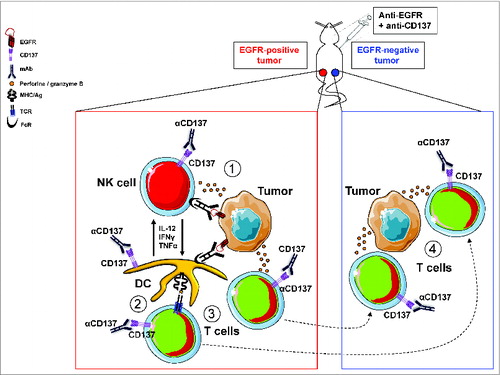 Figure 1. Enhancement of the vaccinal effect of an anti-tumor Ab (directed against EGFR) by an anti-CD137 antibody: presumed mechanisms of action. (A) Anti-EGFR mAb binds to EGFR-positive tumor cells and recruit NK cells and DC through their FcR. NK cells mediated ADCC is enhanced by CD137 stimulation and leads to tumor lysis and release of tumor antigens. (B) Tumor-antigens are presented to T cells by DC. This presentation may be facilitated by CD137 stimulation (expressed on DC) and cross-talk with NK. (C) Anti-tumor T cells are generated and expanded following Ag presentation. They can be further stimulated by anti-CD137 mAb. (D) Anti-tumor T cells generated in the microenvironment of EGFR-positive tumor cells can migrate to distant tumor sites, eradicate EGFR-negative tumor cells (through epitope spreading) and retain memory.
