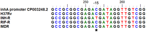 Figure 5 Sequence alignment of inhA for MTB with different drug resistance profiles. *Represents the position of the nucleotide mutation in the inhA regulatory region of INH-R.