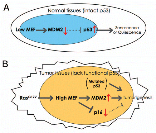 Figure 1 A model of how MEF contributes to tumorigenesis. (A) This model shows how low (or null) MEF expression leads to senescence or quiescence due to enhanced p53 expression in normal tissues (e.g., HSCs). (B) The model for transformation in the absence of p53 and the presence of RasG12V (e.g., in ovarian cancer). Oncogenic-Ras can upregulate the expression of MEF. In the absence of wild type p53 (due to genetic deletion or mutations), MEF overexpression promotes transformation by activating MDM2 and suppressing Ras/Ets-1-induced p16 expression.